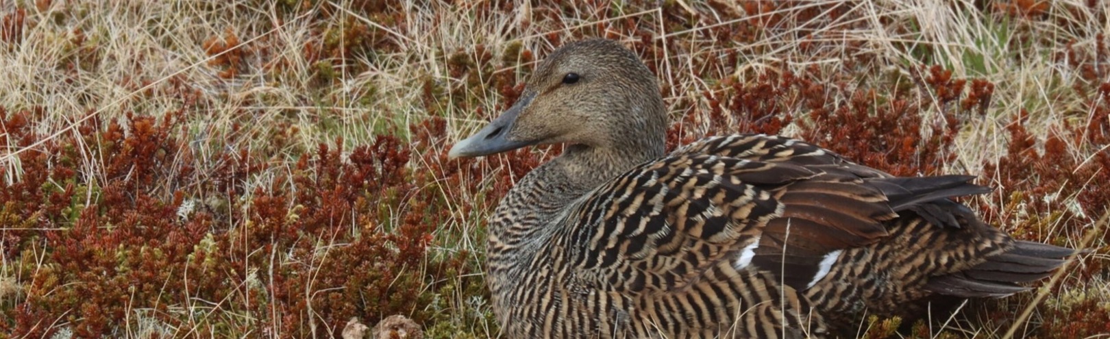 Mink dealt a serious blow to the eider duck population - Available at University of Iceland