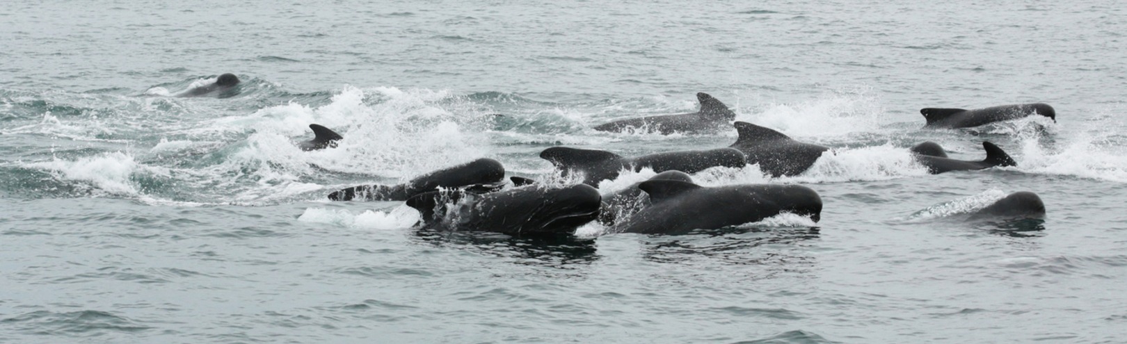 First detailed descriptions of interactions between pilot whales and killer whales - Available at University of Iceland