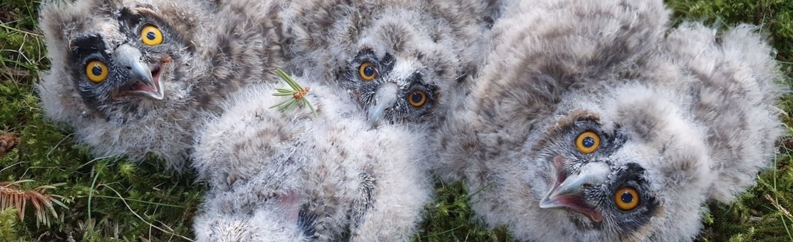 Owl research at the University of Iceland  - Available at University of Iceland