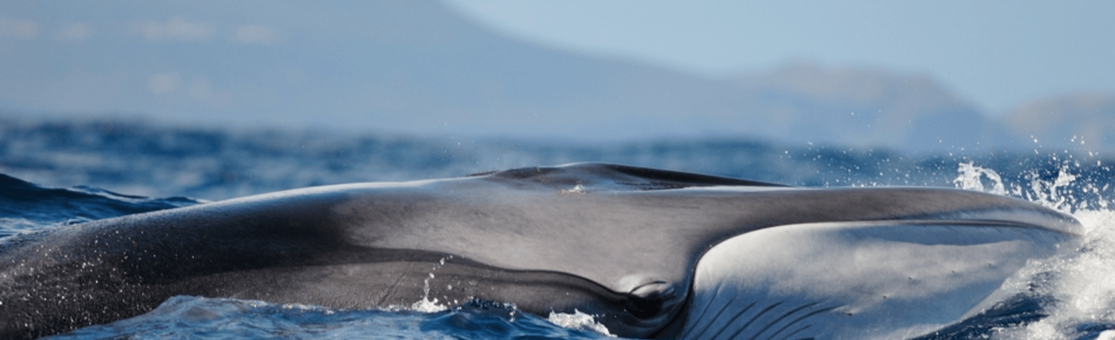 Detective work at sea: whale research via eDNA - Available at University of Iceland