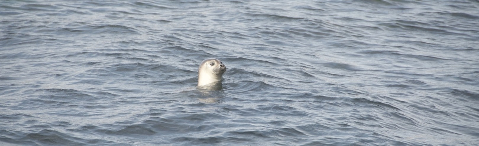 Are Icelandic harbour seals acoustically cryptic to avoid predation during mating season? - Available at University of Iceland
