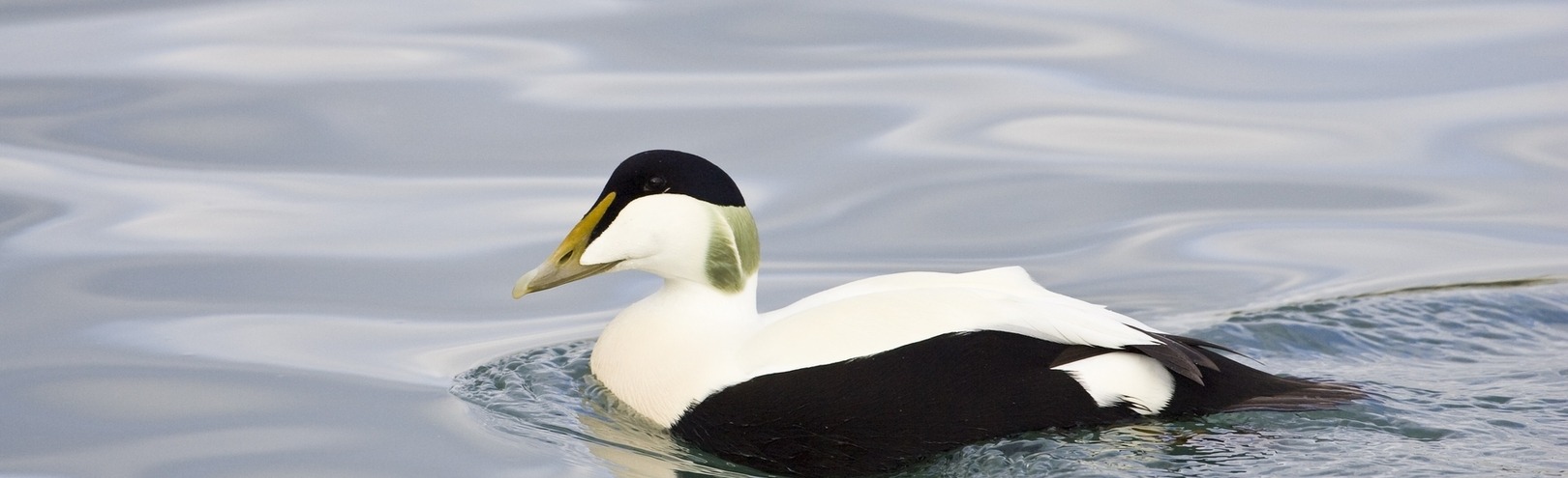 Eider duck behaviour in a changing world - Available at University of Iceland