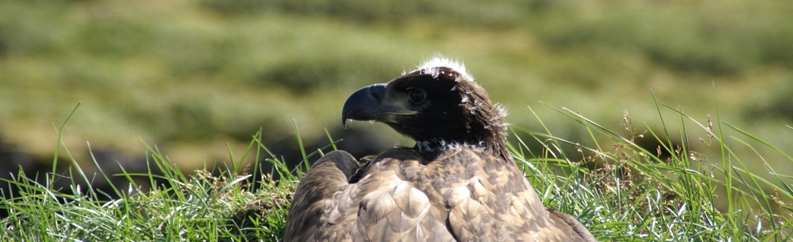 How does inbreeding affect white-tailed eagles? - Available at University of Iceland