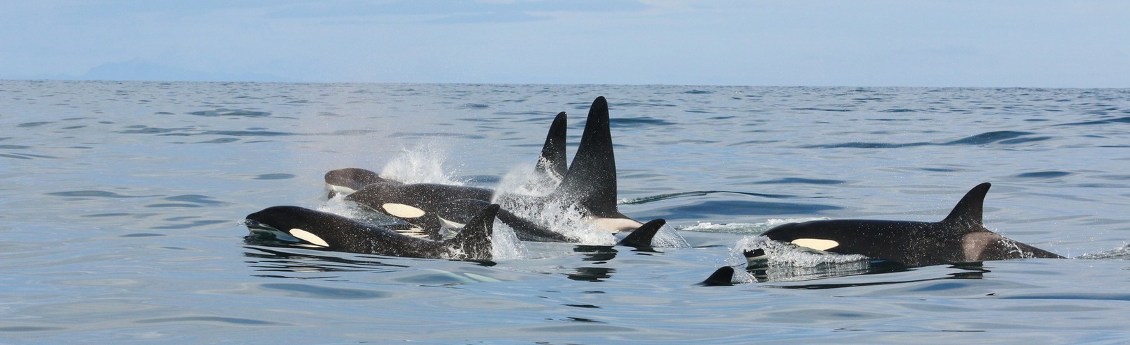 Why do pilot whales harass killer whales? - Available at University of Iceland