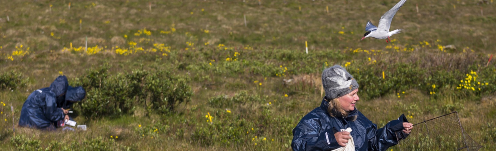 Discrepancy in the ecosystem puts a burden on migratory birds - Available at University of Iceland