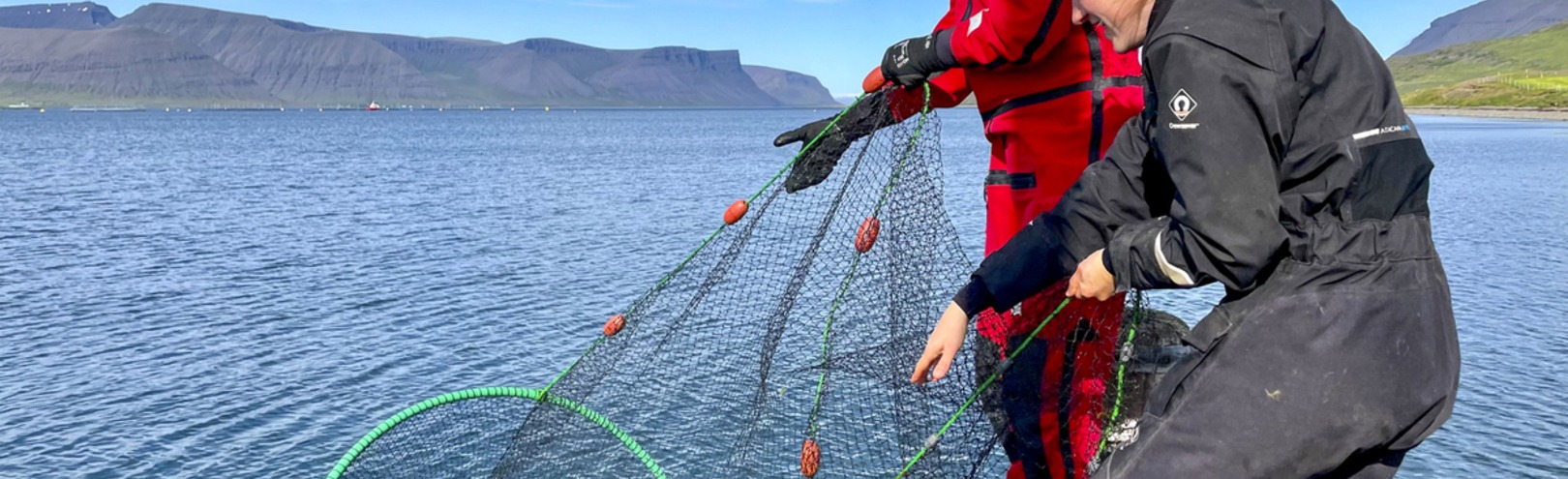 Can lice infestations in farmed fish affect the health of wild populations? - Available at University of Iceland