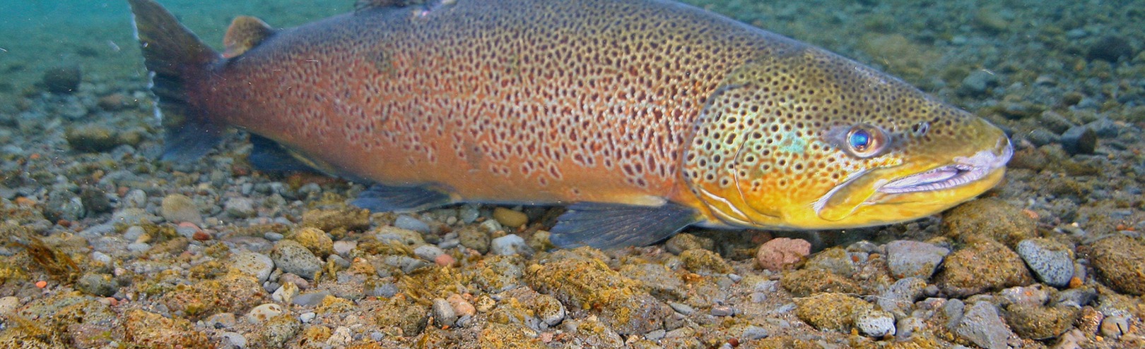 Revealing patterns of genetic diversity in the brown trout of Lake Þingvallavatn and the surrounding area - Available at University of Iceland