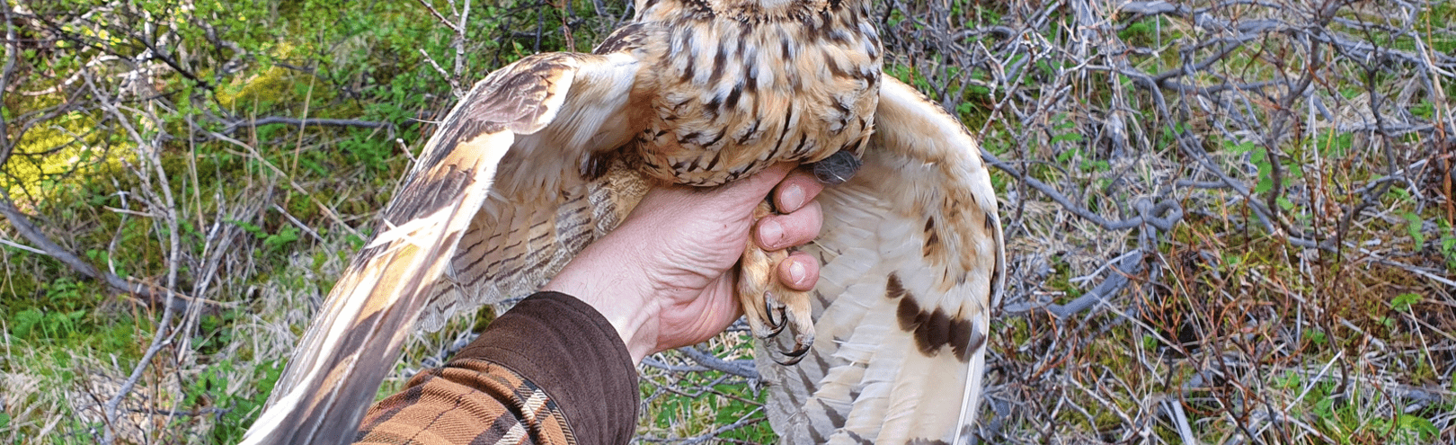 Owl research at the University of Iceland  - Available at University of Iceland