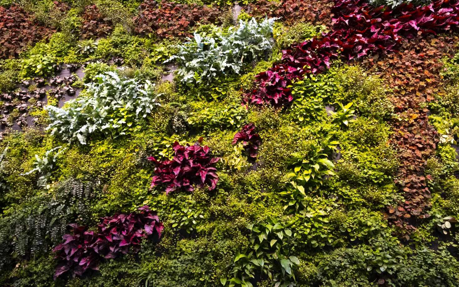 Plants in Gróska