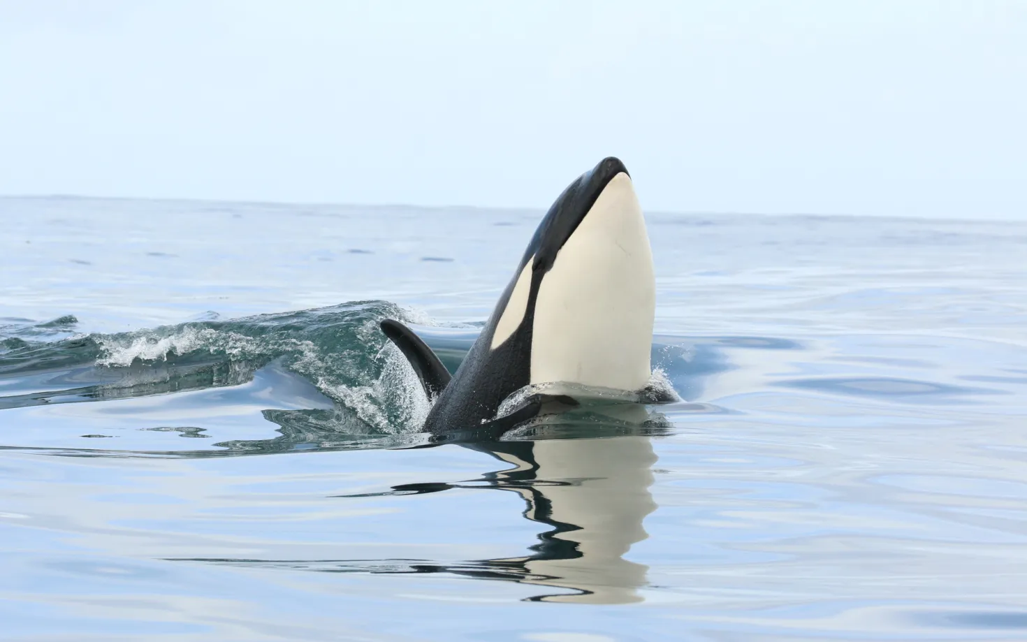 Orca playing at sea surface