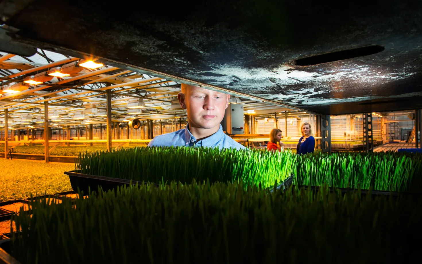 Student inspecting wheat grass