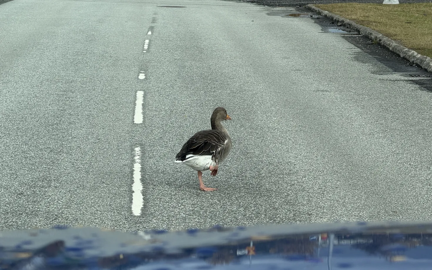 a goose walking in the street