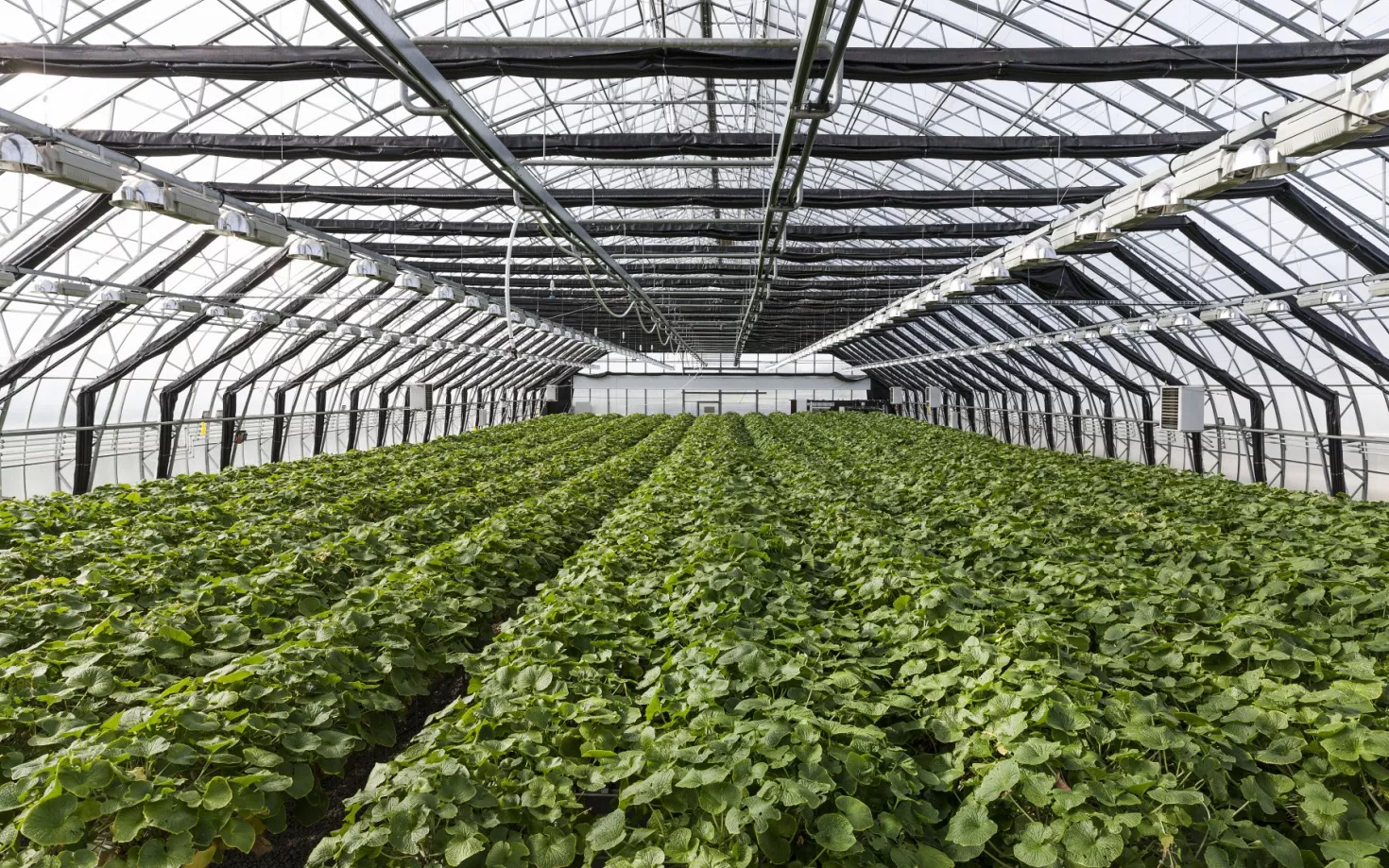 Greenhouse