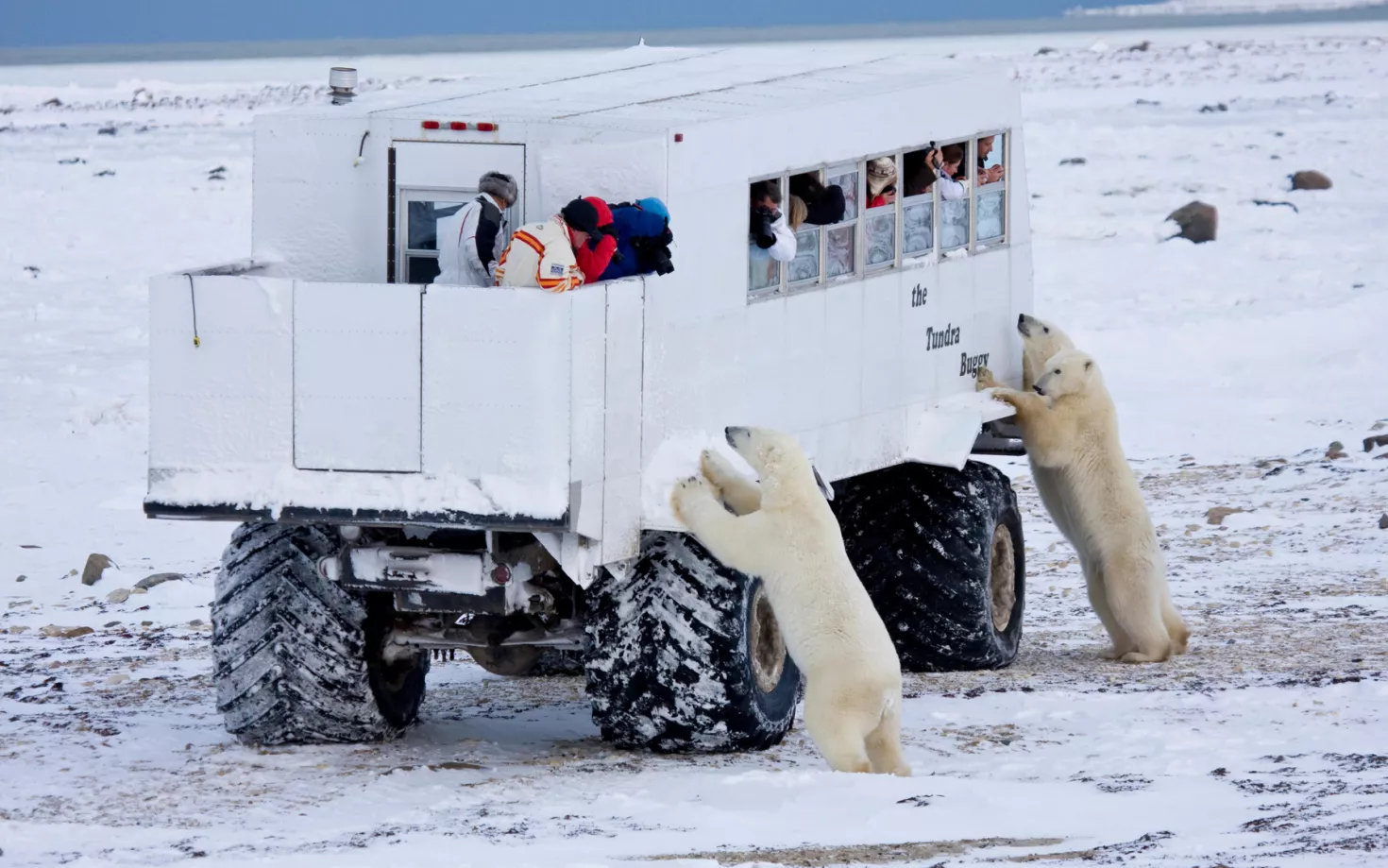 Polar bears watching people in a truck