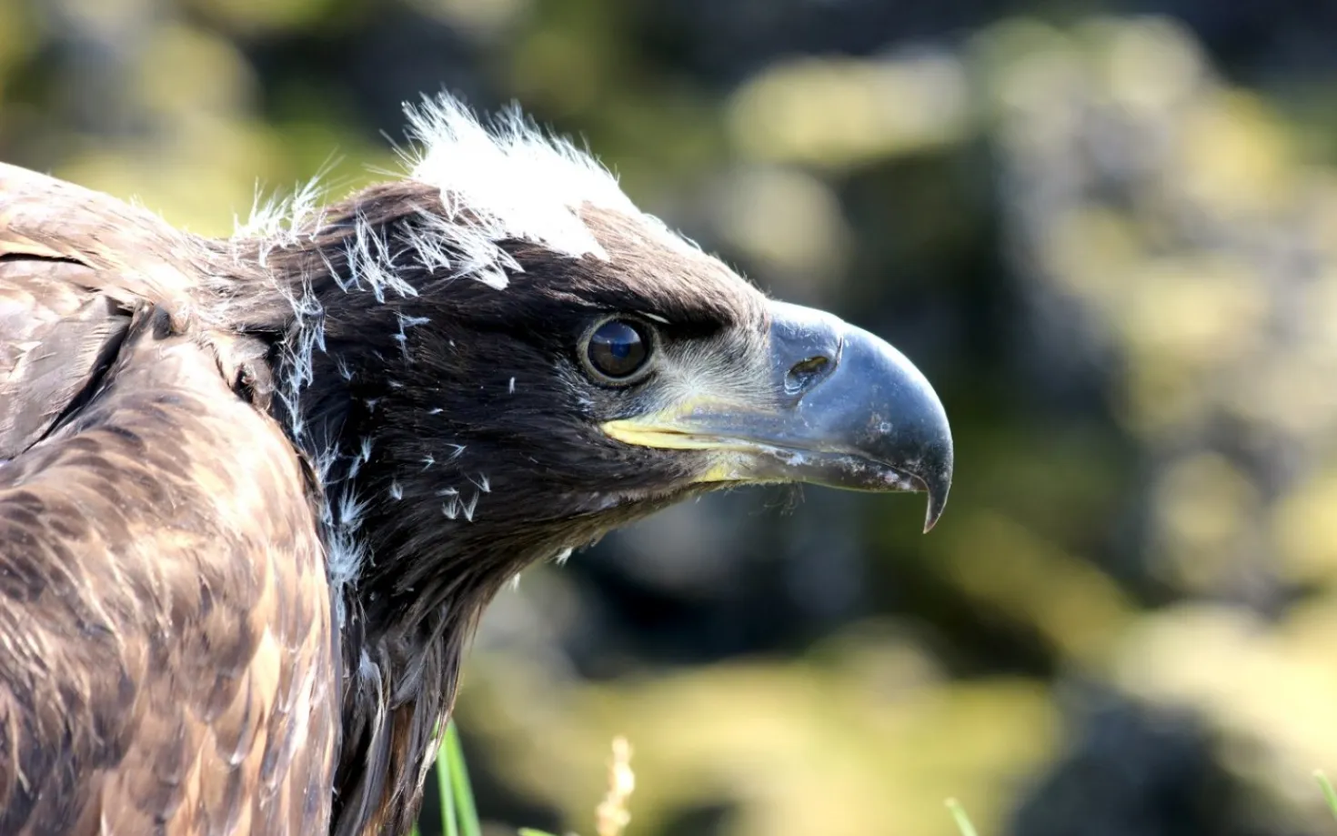 Eagle