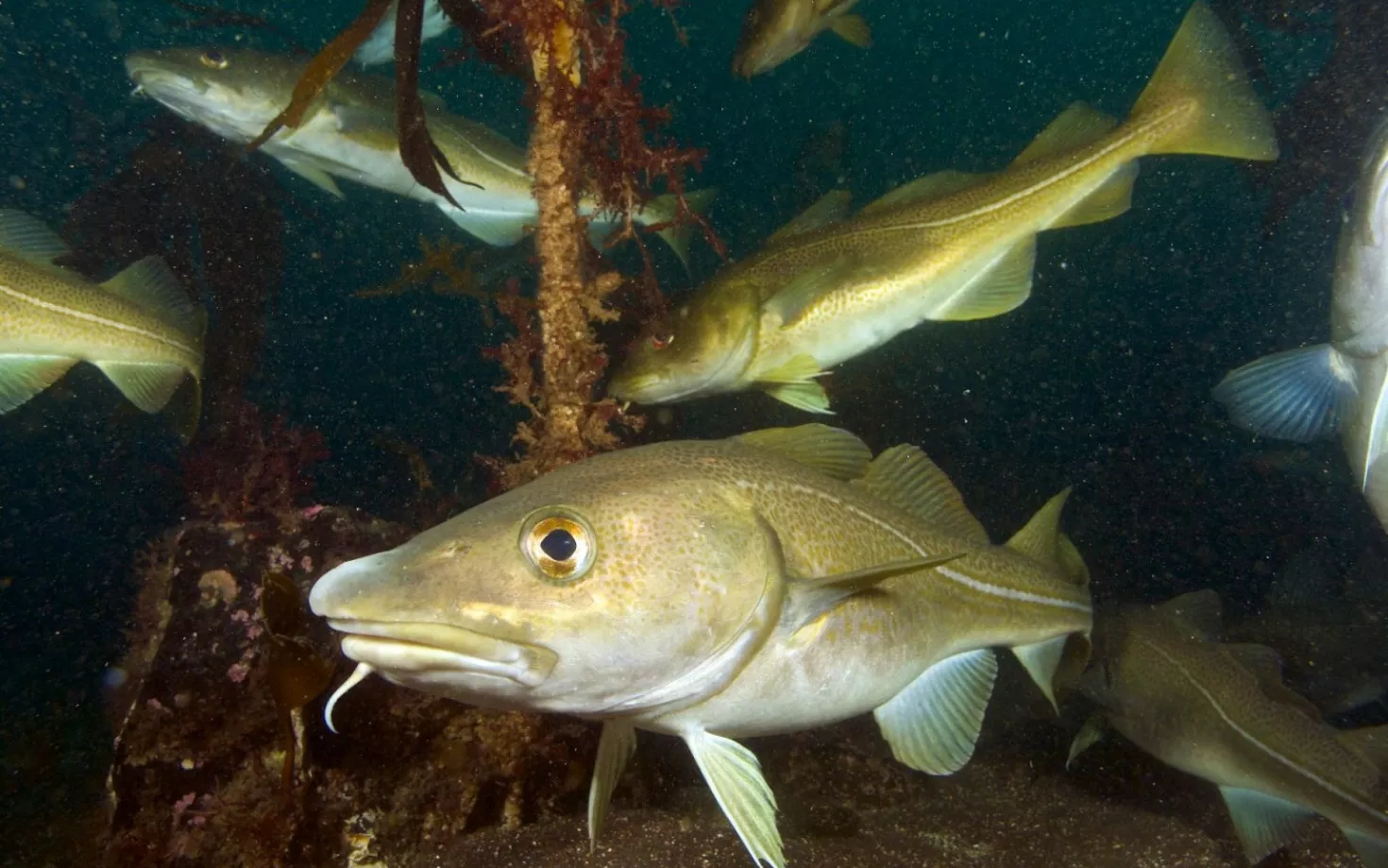 Cod