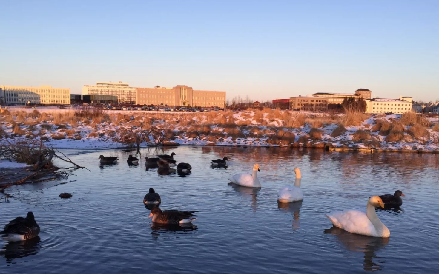 Swans and geese in Vatnsmýri in wintertime in Reykjavík. University of Iceland Main Building and nearby buildings in the background