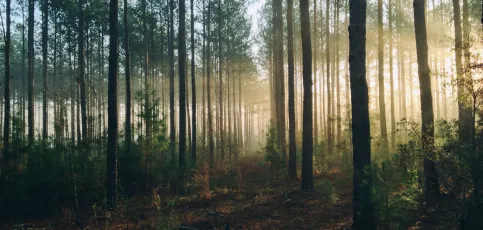 Forrest in the morning