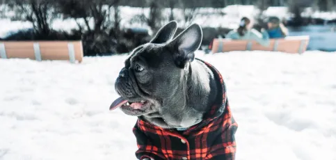 Pug in snow