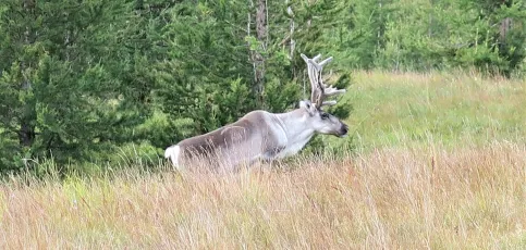 Reindeer in nature