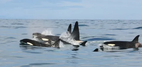 5 Orcas at sea surface.