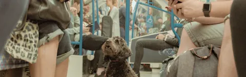 Dog in train