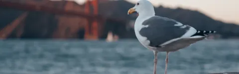 Bird in front of Golden Gate Bridge