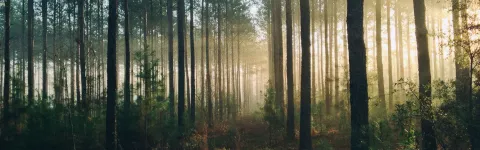Forrest in the morning