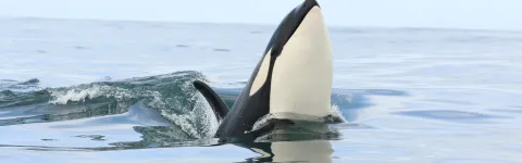Killer whale (Orcinus orca) at sea surface