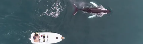 Cetaceans and a boat from above.