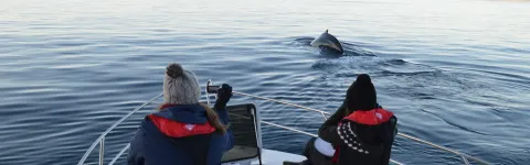 Humpback research