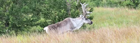 Reindeer in nature