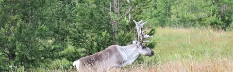 Reindeer in nature