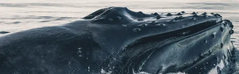 Whale