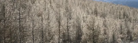 Overview of a forest