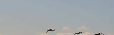 Swans flying