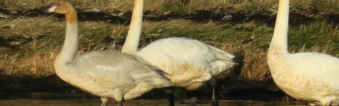 Swans walking in water