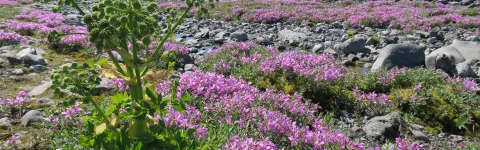 Angelica, pink flowers and rocks alongside river