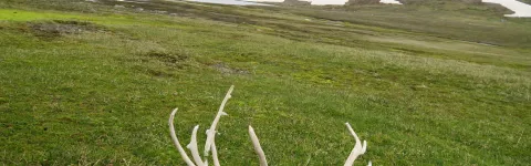 Reindeer horns and scull out in the wilderness