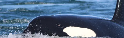 Killer whale (Orcinus orca) at sea surface