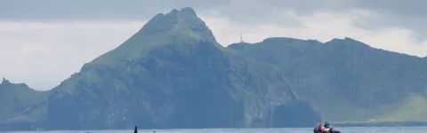 Researcher on a boat looking at two fins at sea surface near Westman Island