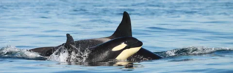 A group of Killer whales (Orcinus orca) fins at sea surface