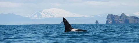 Killer whale (Orcinus orca) fin and back at sea surface