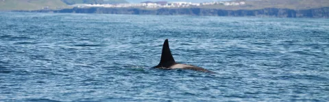 Killer whale (Orcinus orca) fin at sea surface