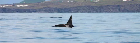 Killer whale (Orcinus orca) fin at sea surface