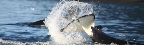 Killer whale (Orcinus orca) flipping flipper at sea surface.