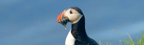 Puffin