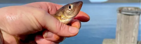 Researcher holds Cod fry