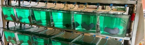 Lab boxes with seawater 