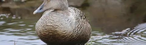 Duck stanging in water with with a tag on its leg